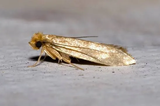 Clothes Moth